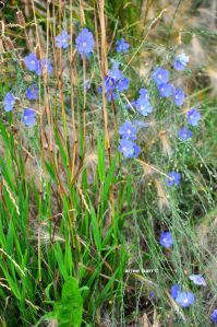 flax flowers