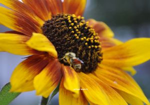 mason bee sunflower