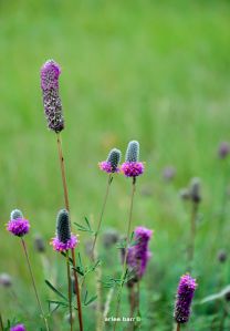 purple prairie coneflower b