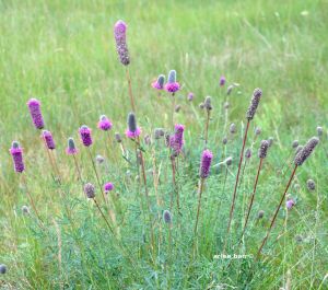 purple prairie coneflower