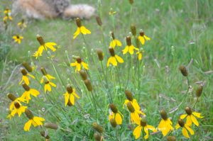 yellow prairie coneflowers